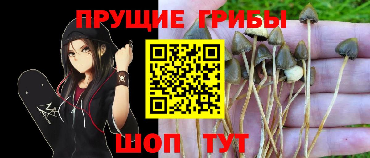 где можно купить наркотик  Вход с VPN  Псилоцибиновые грибы Psilocybe  Заволжье  Псилоцибиновые грибы GOLDEN TEACHER 